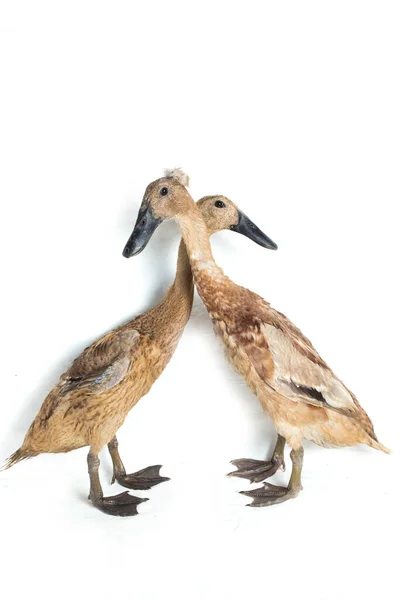 Pair Indian Runner Duck Anas Platyrhynchos Domesticus Isolated White Background — Stock Photo, Image