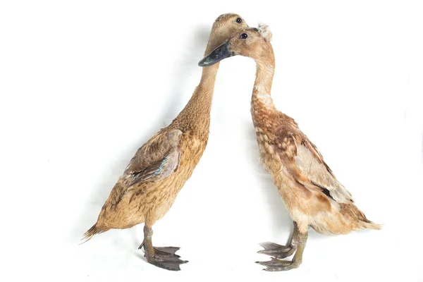 Par Indian Runner Duck Anas Platyrhynchos Domesticus Isolado Fundo Branco — Fotografia de Stock