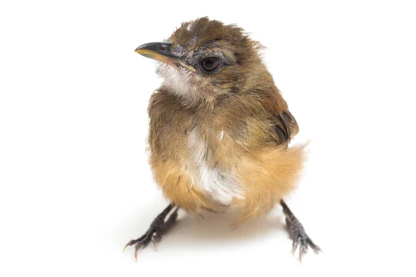 Moucherolle Poitrine Grise Cyornis Umbratilis Isolé Sur Fond Blanc — Photo