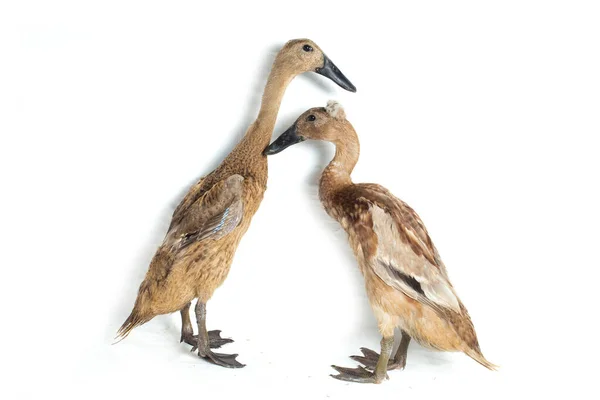 Een Paar Indian Runner Duck Anas Platyrhynchos Domesticus Geïsoleerd Witte Stockfoto