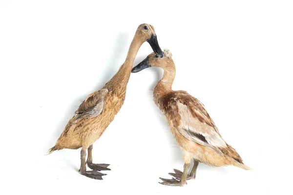 Een Paar Indian Runner Duck Anas Platyrhynchos Domesticus Geïsoleerd Witte Stockfoto