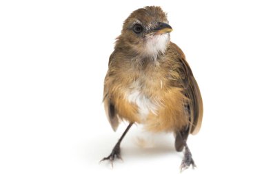 Beyaz arka planda kuş göğüslü orman sinekkapanı (Cyornis umbratilis) izole edildi