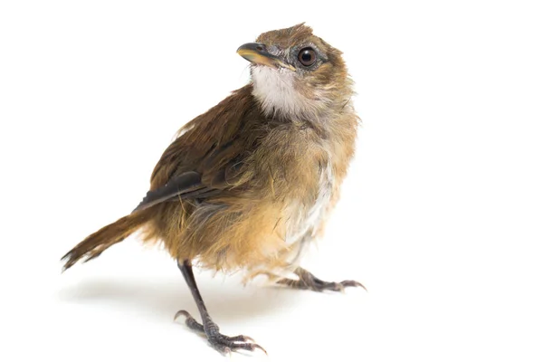 Moucherolle Poitrine Grise Cyornis Umbratilis Isolé Sur Fond Blanc — Photo