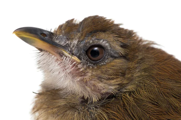 Птах Сірого Кольору Джунглів Мухоловка Cyornis Panratilis Ізольовані Білому Тлі — стокове фото