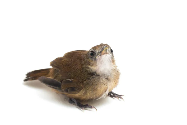 Pájaro Cazador Moscas Jungla Pecho Gris Cyornis Umbratilis Aislado Sobre —  Fotos de Stock
