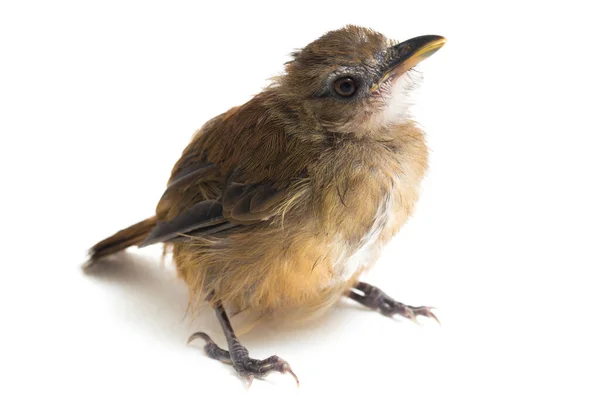 Moucherolle Poitrine Grise Cyornis Umbratilis Isolé Sur Fond Blanc — Photo