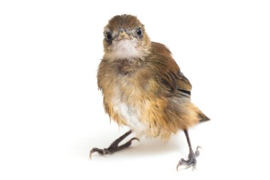 Beyaz arka planda kuş göğüslü orman sinekkapanı (Cyornis umbratilis) izole edildi