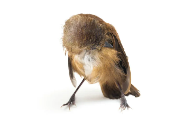 Vogel Graubrustschnäpper Cyornis Umbratilis Isoliert Auf Weißem Hintergrund — Stockfoto