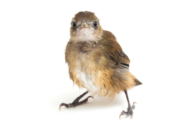 Pájaro Cazador Moscas Jungla Pecho Gris Cyornis Umbratilis Aislado Sobre —  Fotos de Stock