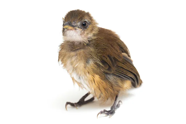 Pájaro Cazador Moscas Jungla Pecho Gris Cyornis Umbratilis Aislado Sobre —  Fotos de Stock