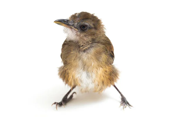 Moucherolle Poitrine Grise Cyornis Umbratilis Isolé Sur Fond Blanc — Photo