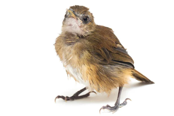 Pájaro Cazador Moscas Jungla Pecho Gris Cyornis Umbratilis Aislado Sobre —  Fotos de Stock