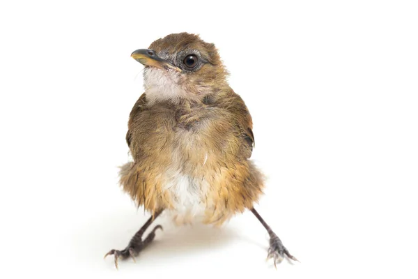 Moucherolle Poitrine Grise Cyornis Umbratilis Isolé Sur Fond Blanc — Photo