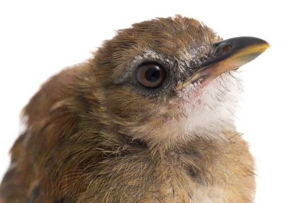 Πυγμάχος Της Ζούγκλας Γκρίζο Στήθος Cyornis Umbratilis Απομονωμένος Λευκό Φόντο — Φωτογραφία Αρχείου