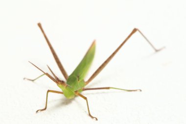 Siyah dizli koni başı veya siyah dizli çayır katydid (Conocephalus melaenus), beyaz arka planda izole edilmiştir.