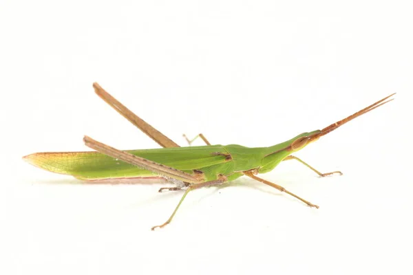 Der Auf Weißem Hintergrund Isolierte Schwarzkraut Kegelkopf Oder Schwarzkraut Wiesenkatydid — Stockfoto