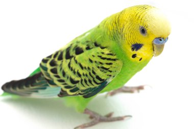 Beyaz arkaplanda izole edilmiş bir Budgerigar muhabbet kuşunun yakın çekimi