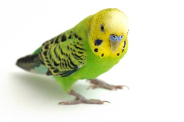 Beyaz arkaplanda izole edilmiş bir Budgerigar muhabbet kuşunun yakın çekimi
