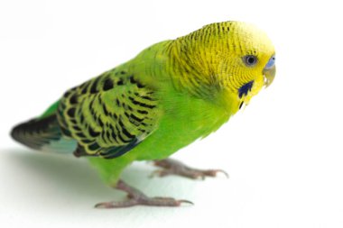 Beyaz arkaplanda izole edilmiş bir Budgerigar muhabbet kuşunun yakın çekimi