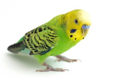 Beyaz arkaplanda izole edilmiş bir Budgerigar muhabbet kuşunun yakın çekimi