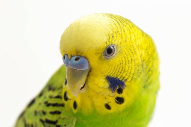 Beyaz arkaplanda izole edilmiş bir Budgerigar muhabbet kuşunun yakın çekimi