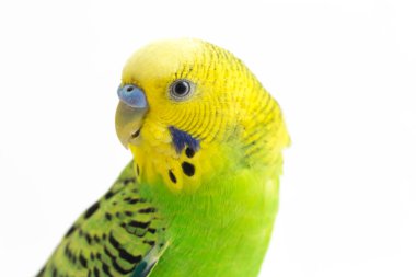 Beyaz arkaplanda izole edilmiş bir Budgerigar muhabbet kuşunun yakın çekimi