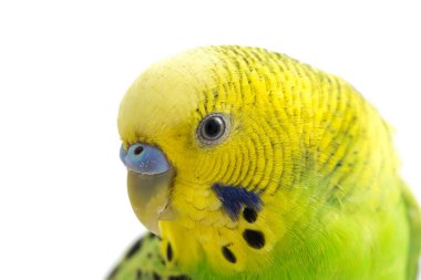 Beyaz arkaplanda izole edilmiş bir Budgerigar muhabbet kuşunun yakın çekimi