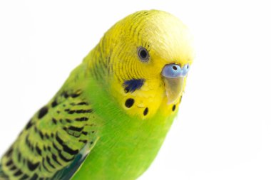 Beyaz arkaplanda izole edilmiş bir Budgerigar muhabbet kuşunun yakın çekimi