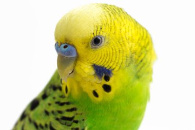 Beyaz arkaplanda izole edilmiş bir Budgerigar muhabbet kuşunun yakın çekimi