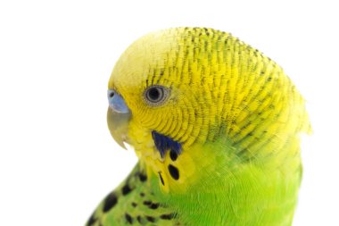 Beyaz arkaplanda izole edilmiş bir Budgerigar muhabbet kuşunun yakın çekimi