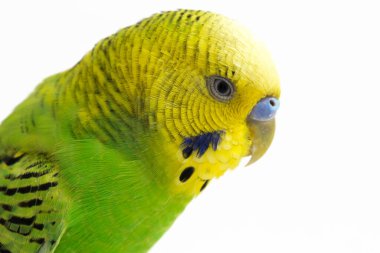 Beyaz arkaplanda izole edilmiş bir Budgerigar muhabbet kuşunun yakın çekimi