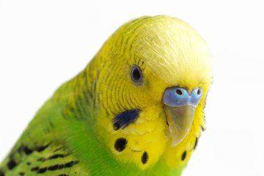 Beyaz arkaplanda izole edilmiş bir Budgerigar muhabbet kuşunun yakın çekimi