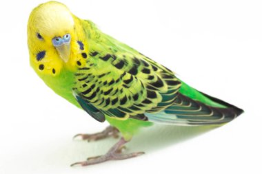 Beyaz arkaplanda izole edilmiş bir Budgerigar muhabbet kuşunun yakın çekimi