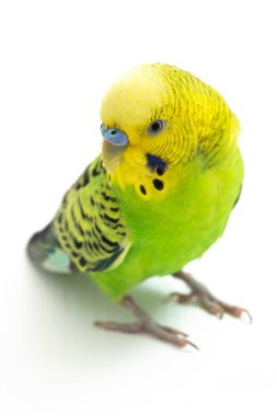 Beyaz arkaplanda izole edilmiş bir Budgerigar muhabbet kuşunun yakın çekimi