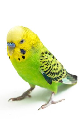Beyaz arkaplanda izole edilmiş bir Budgerigar muhabbet kuşunun yakın çekimi