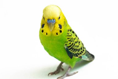 Beyaz arkaplanda izole edilmiş bir Budgerigar muhabbet kuşunun yakın çekimi