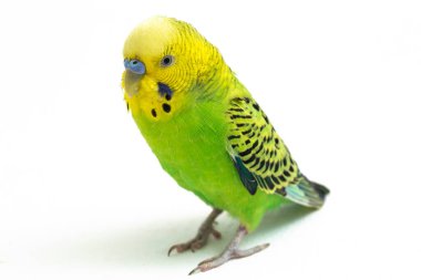 Beyaz arkaplanda izole edilmiş bir Budgerigar muhabbet kuşunun yakın çekimi