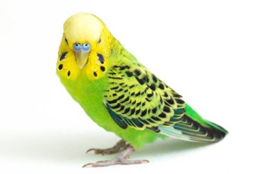 Beyaz arkaplanda izole edilmiş bir Budgerigar muhabbet kuşunun yakın çekimi