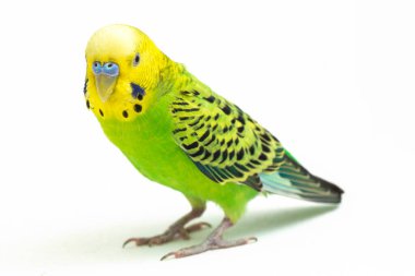 Beyaz arkaplanda izole edilmiş bir Budgerigar muhabbet kuşunun yakın çekimi