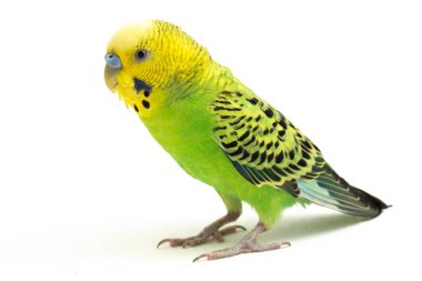 Beyaz arkaplanda izole edilmiş bir Budgerigar muhabbet kuşunun yakın çekimi