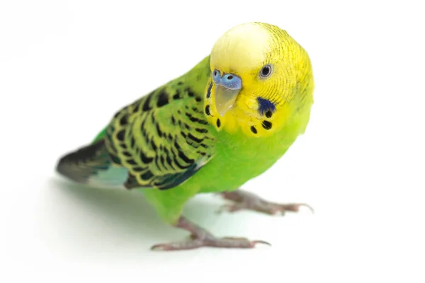 Primo Piano Parakee Budgerigar Isolato Sfondo Bianco — Foto Stock