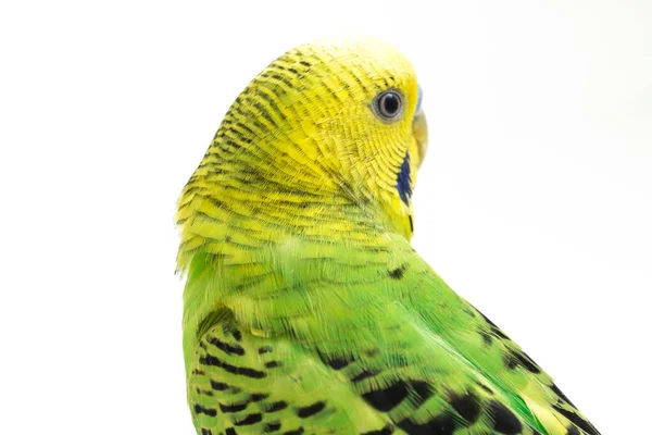 Close Periquito Budgerigar Isolado Fundo Branco — Fotografia de Stock