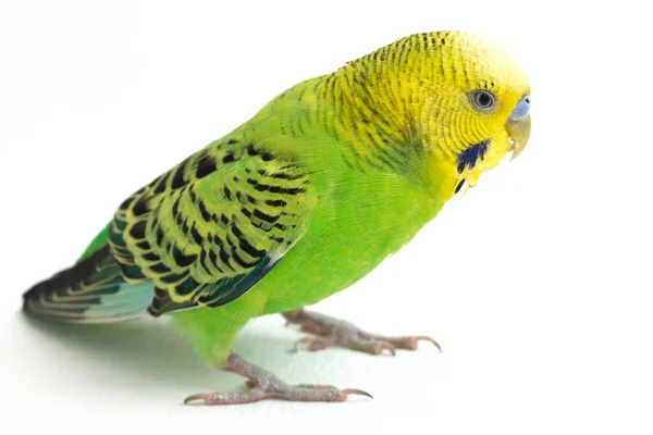 Κοντινό Πλάνο Ενός Παπαγάλου Budgerigar Απομονωμένου Λευκό Φόντο — Φωτογραφία Αρχείου