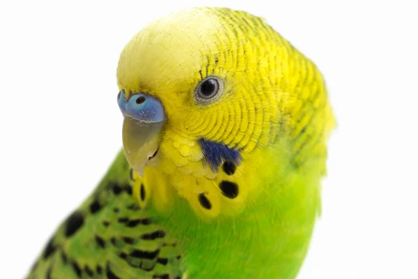 Close Periquito Budgerigar Isolado Fundo Branco — Fotografia de Stock