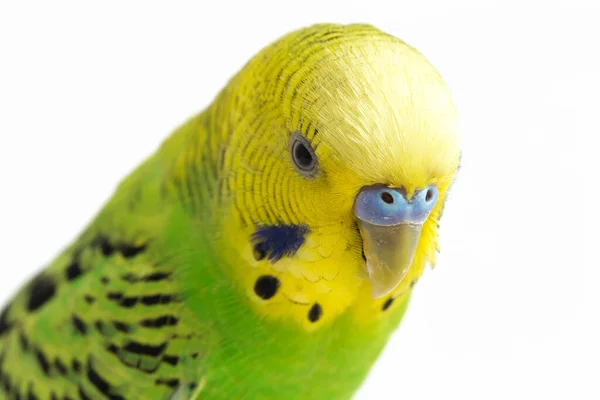 Close Van Een Budgerigar Parakee Geïsoleerd Witte Achtergrond — Stockfoto