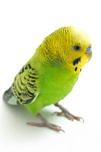 Zbliżenie Papugi Budgerigar Izolowane Białym Tle — Zdjęcie stockowe