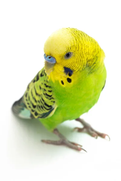 Close Van Een Budgerigar Parakee Geïsoleerd Witte Achtergrond — Stockfoto