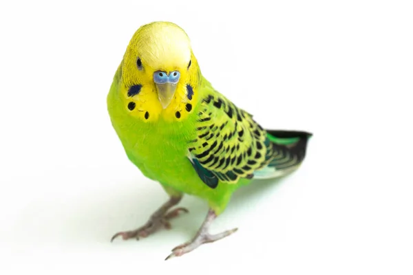 Κοντινό Πλάνο Ενός Παπαγάλου Budgerigar Απομονωμένου Λευκό Φόντο — Φωτογραφία Αρχείου