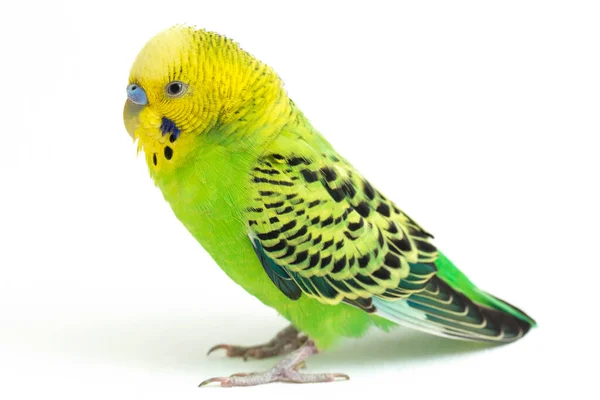 Detailní Záběr Budgerigar Parakee Izolované Bílém Pozadí — Stock fotografie