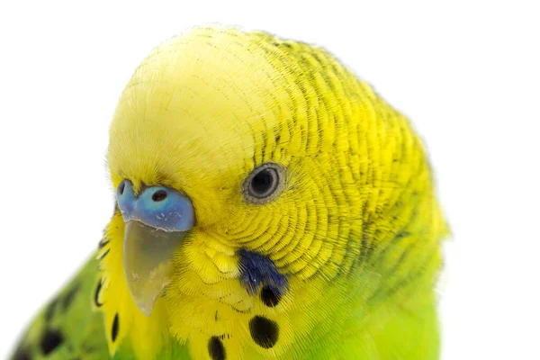 Close Van Een Budgerigar Parakee Geïsoleerd Witte Achtergrond — Stockfoto